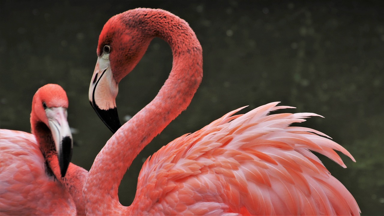 Egzotik Kuş Türleri ve Özel Bakım Gereksinimleri