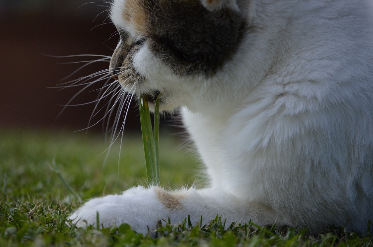Kedi ve Köpekler İçin Doğal ve Sağlıklı Atıştırmalıklar