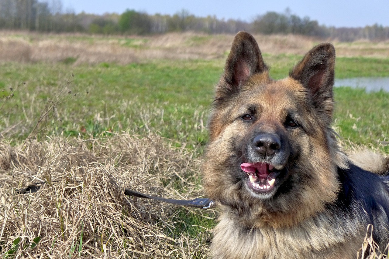 Kedi ve Köpeklerde Diş Sağlığını Koruma Yolları